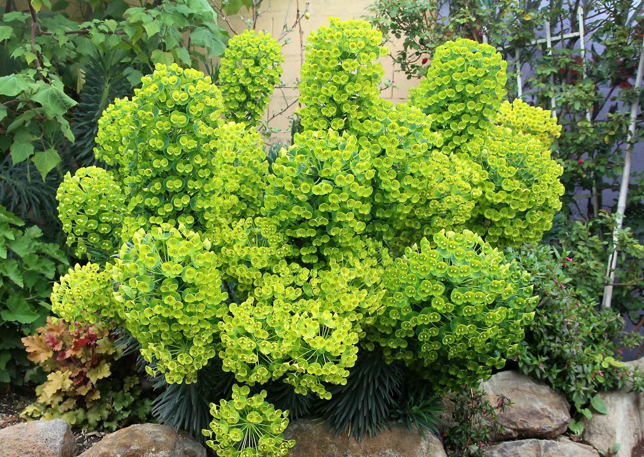 Euphorbia characias subsp. characias 'Humpty Dumpty'
